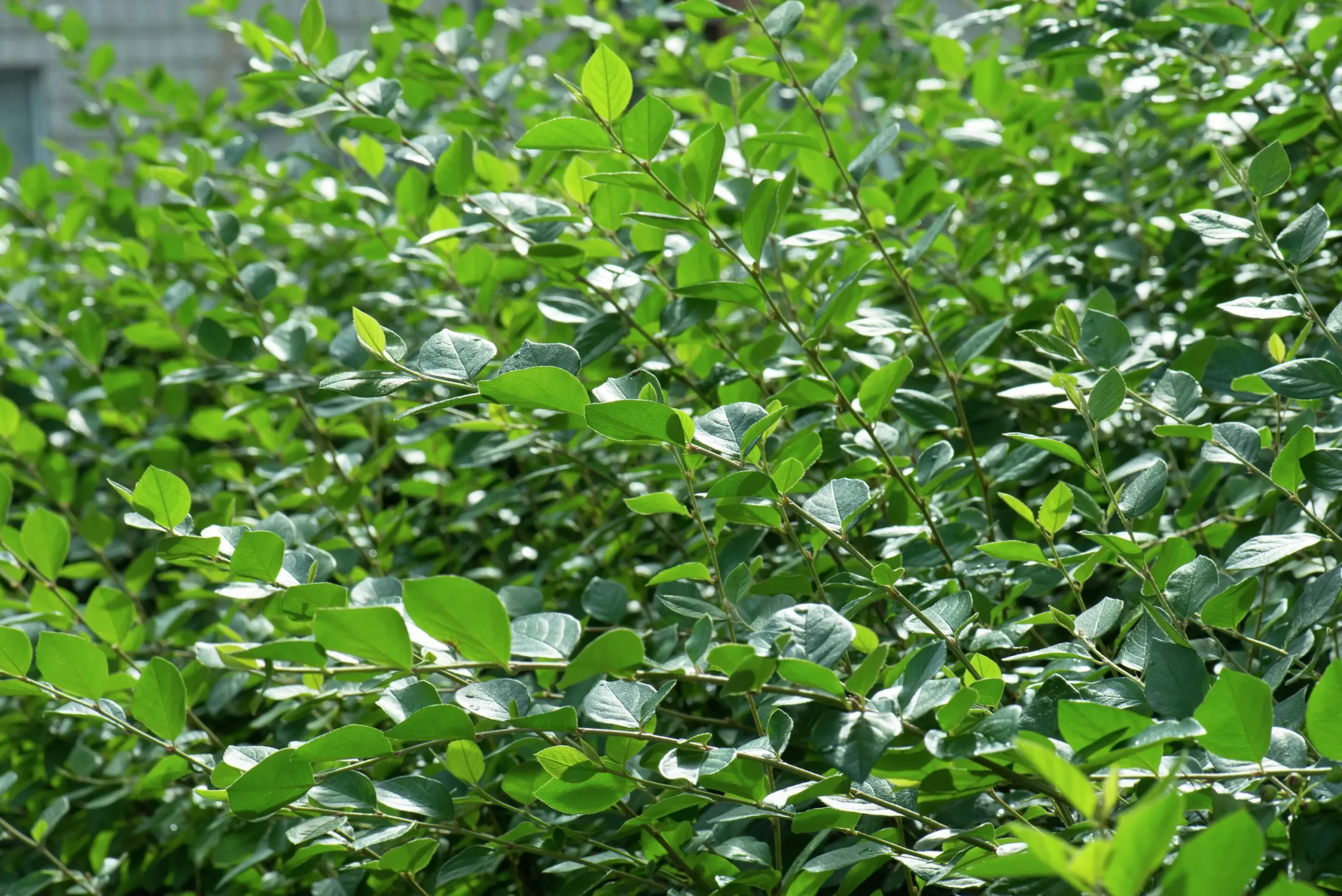 Häckoxbär Barrotad>Omnia garden Sale