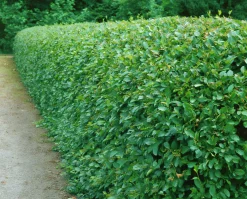 Häckoxbär Goliath Barrotad>Omnia garden Hot