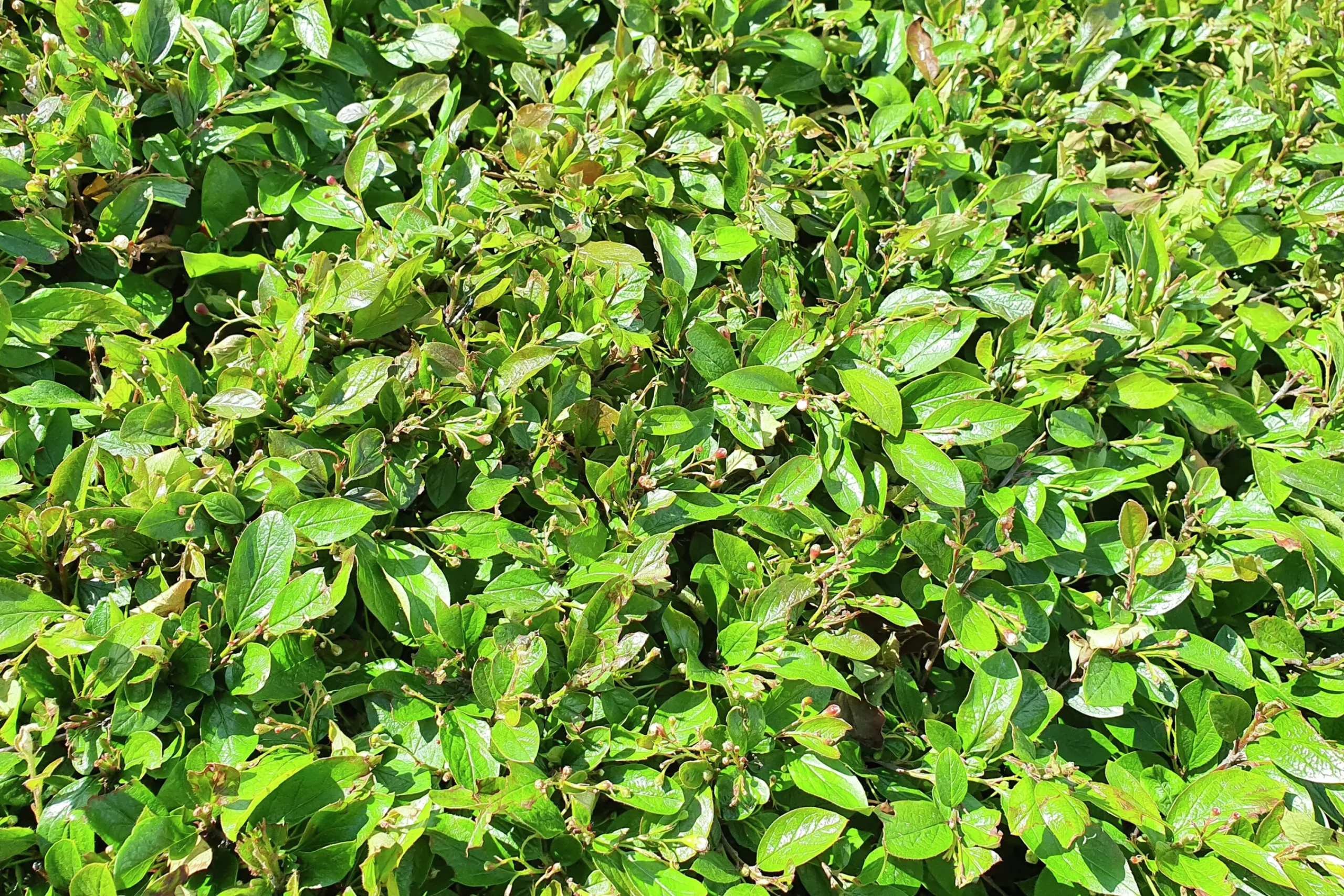 Häckoxbär Goliath Barrotad>Omnia garden Hot