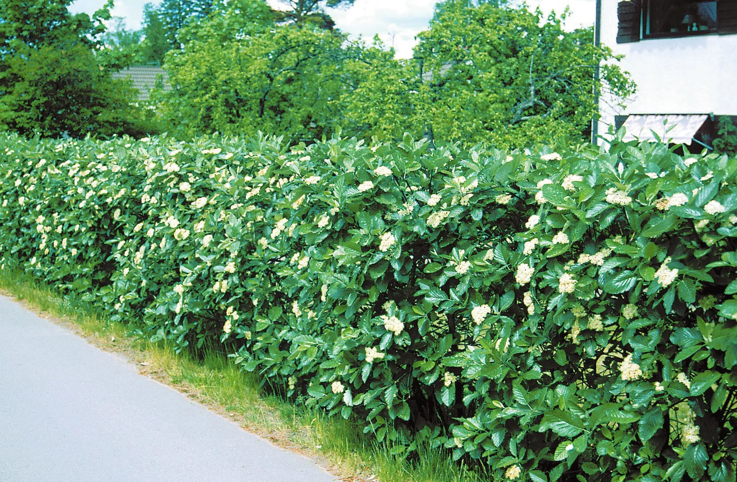 Häckoxel Certifierad Krukodlad>Omnia garden Best