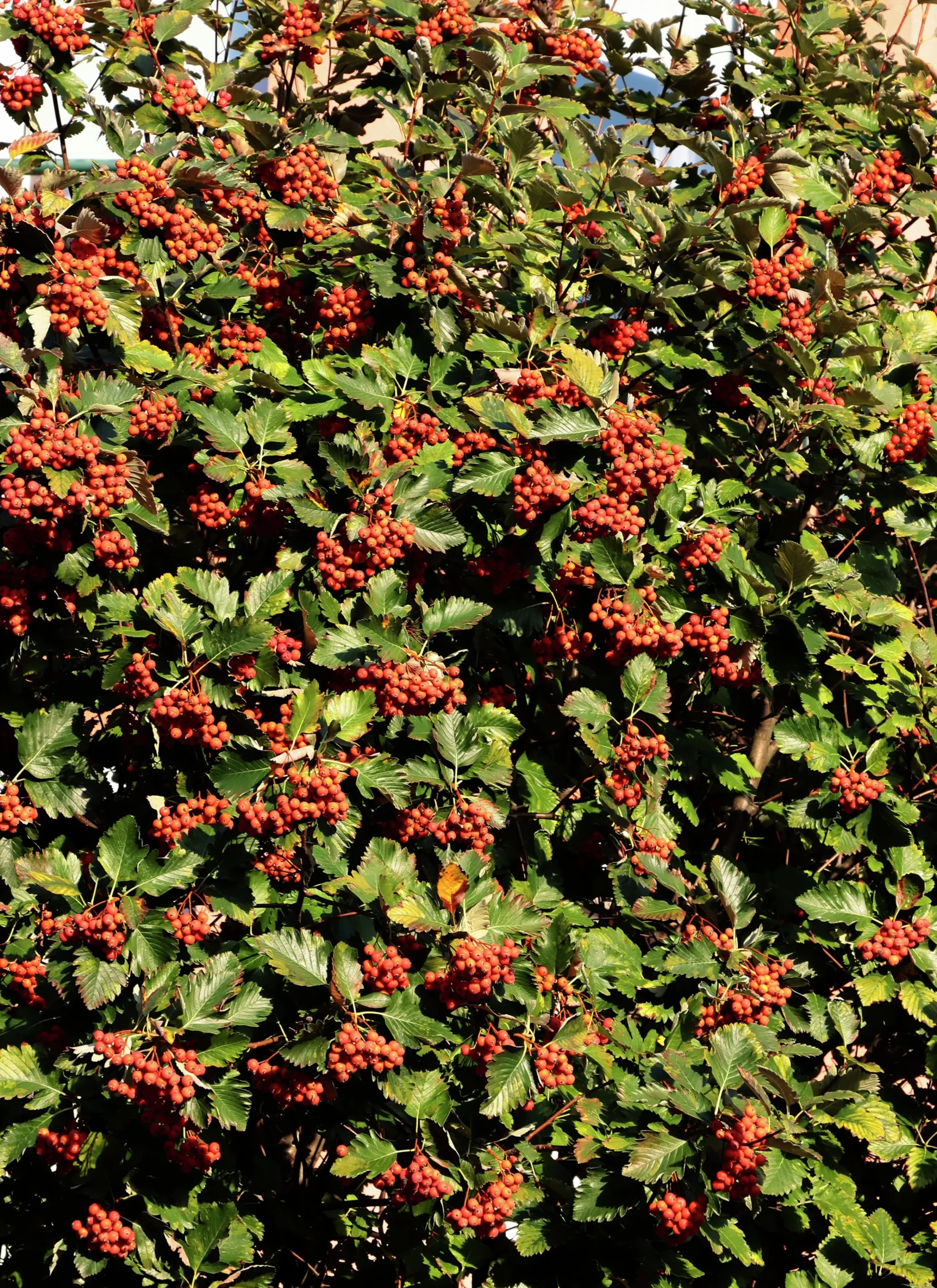 Häckoxel Certifierad Krukodlad>Omnia garden Best