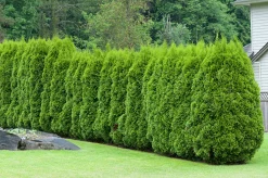 Häcktuja 'Brabant' 50-70cm>Omnia garden Hot