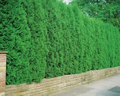 Häcktuja 'Brabant' 100-125cm>Omnia garden Outlet