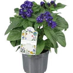 Heliotrop lat. Heliotropium arborescens><noscript><img width=