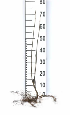 Hägg Barrotad>Omnia garden Sale