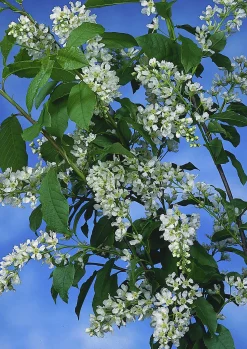 Hägg Ungträd/Flerstammig>Omnia garden Online