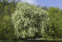 Hägg Ungträd/Flerstammig><noscript><img width=