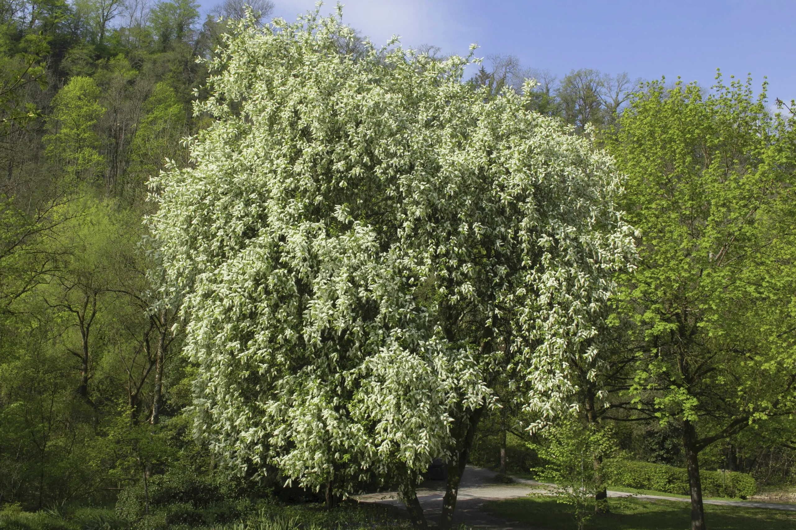 Hägg Ungträd/Flerstammig>Omnia garden Online