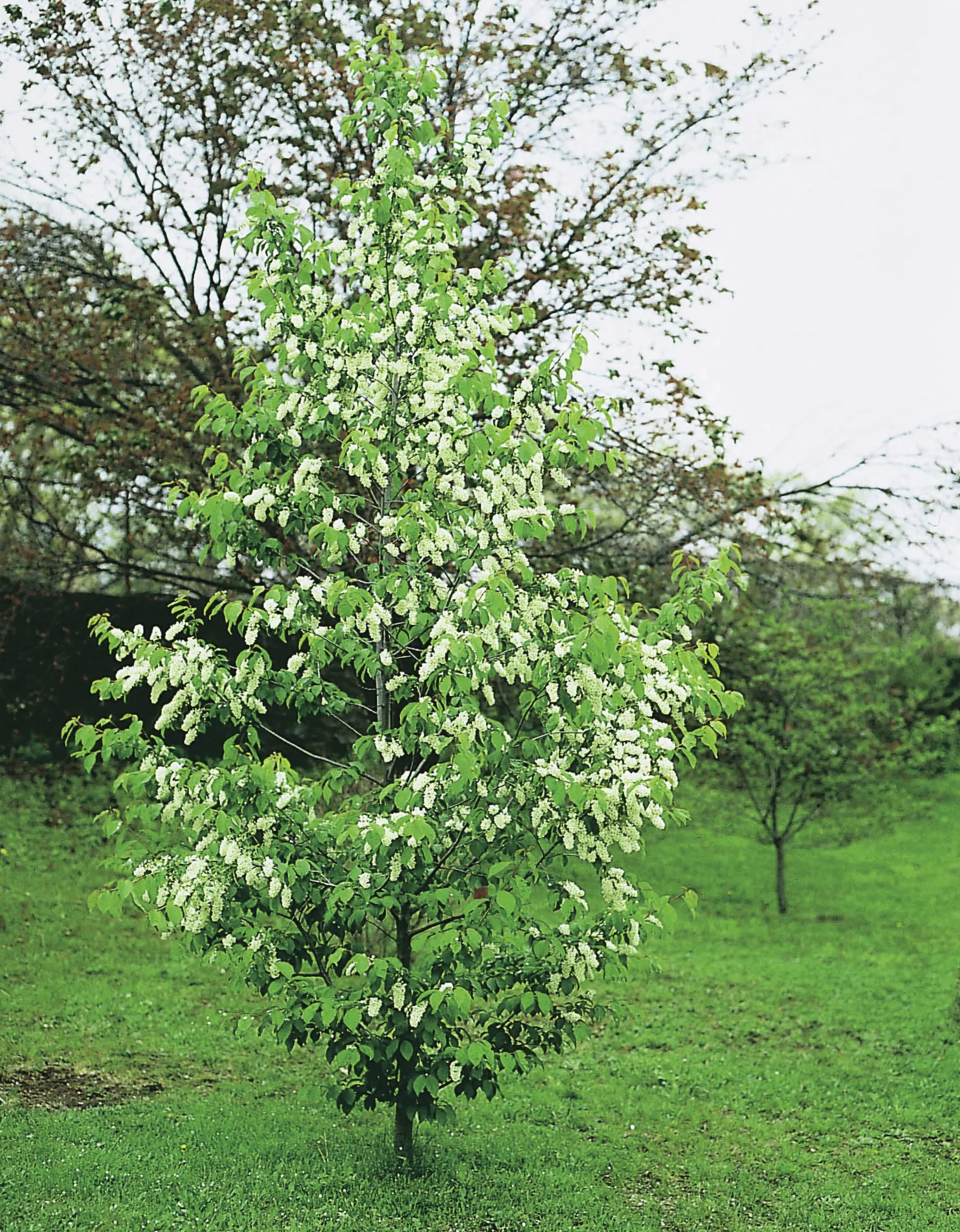 Hägg Ungträd/Flerstammig>Omnia garden Online