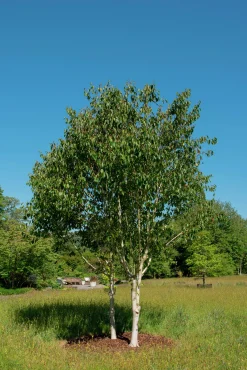 Himalajabjörk>Omnia garden Online