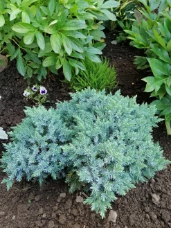 Himalaya-en 'Blue Star' Krukodlad>Omnia garden Discount