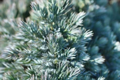 Himalaya-en 'Blue Star' Krukodlad><noscript><img width=