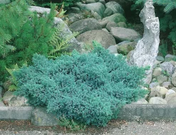 Himalaya-en 'Blue Star' Krukodlad><noscript><img width=