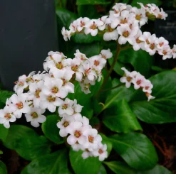 Hjärtbergenia 'Bessingham White'>Omnia garden New