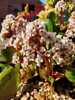 Hjärtbergenia 'Bessingham White'>Omnia garden New
