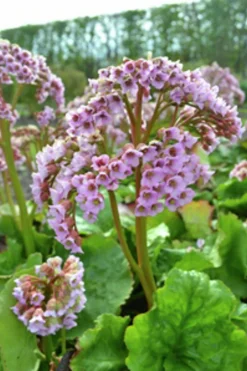 Hjärtbergenia 'Möja'>Omnia garden Clearance