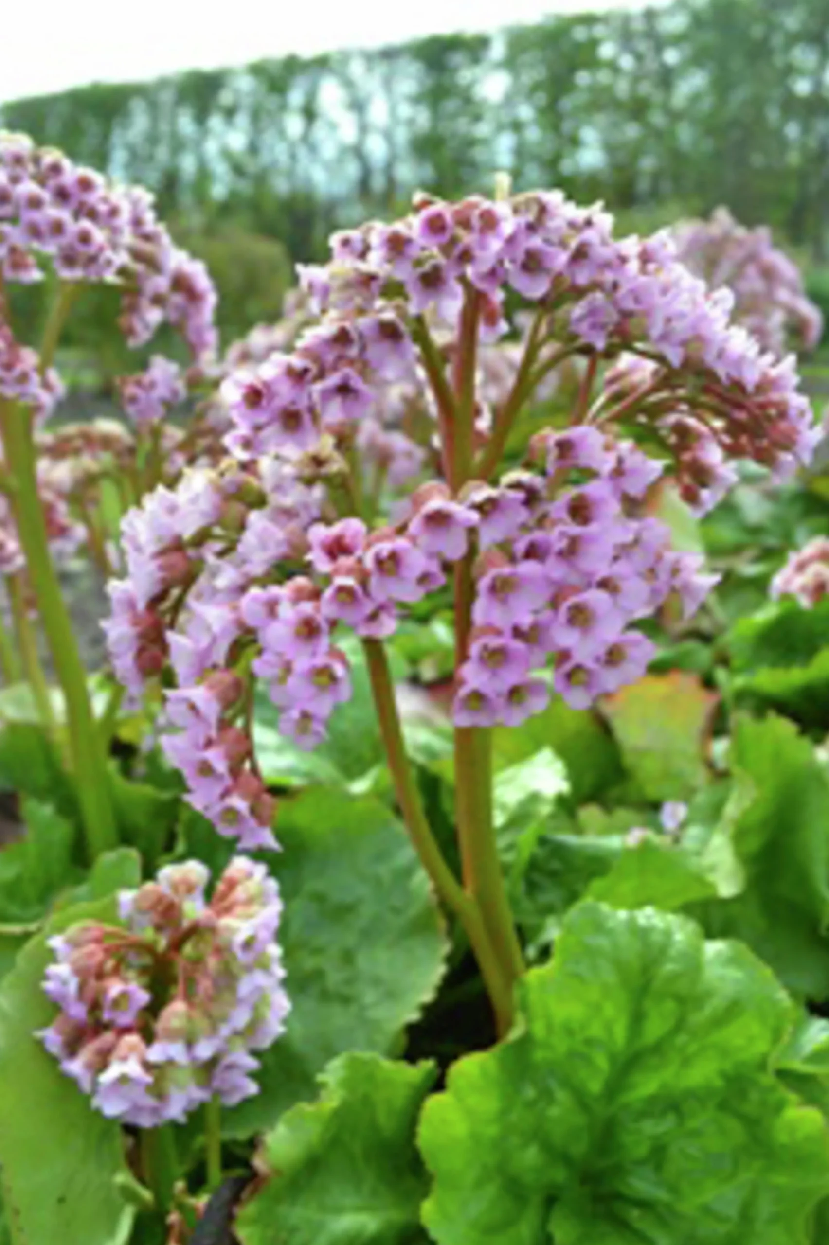 Hjärtbergenia 'Möja'>Omnia garden Clearance