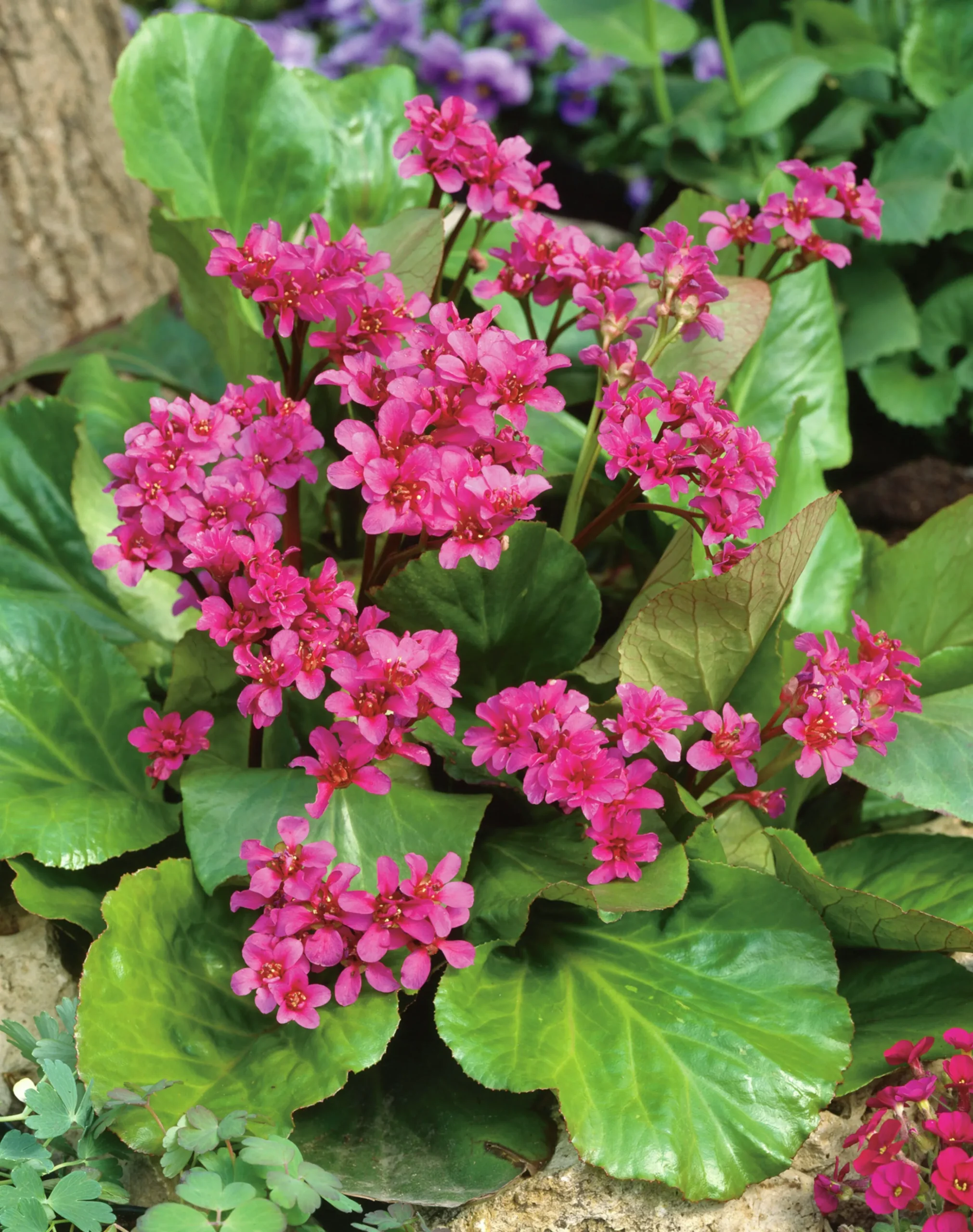 Hjärtbergenia 'Rotblum'>Omnia garden Clearance