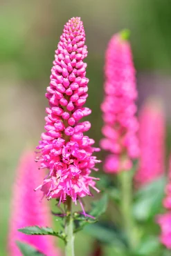 Hällveronika 'First Love'>Omnia garden Clearance