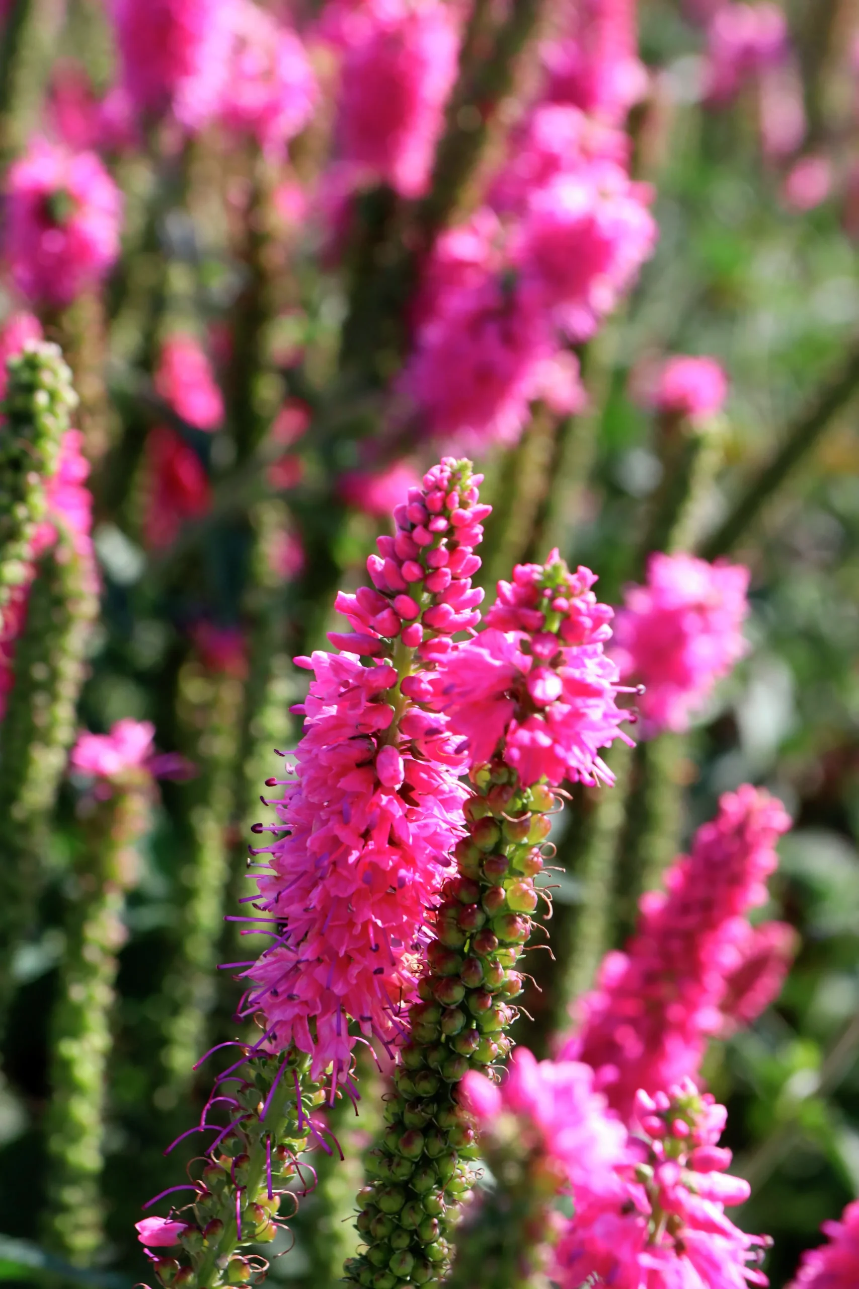 Hällveronika 'First Love'>Omnia garden Clearance