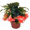 Hängbegonia lat. Begonia x tuberhybrida Pendula>Mäster Grön Clearance