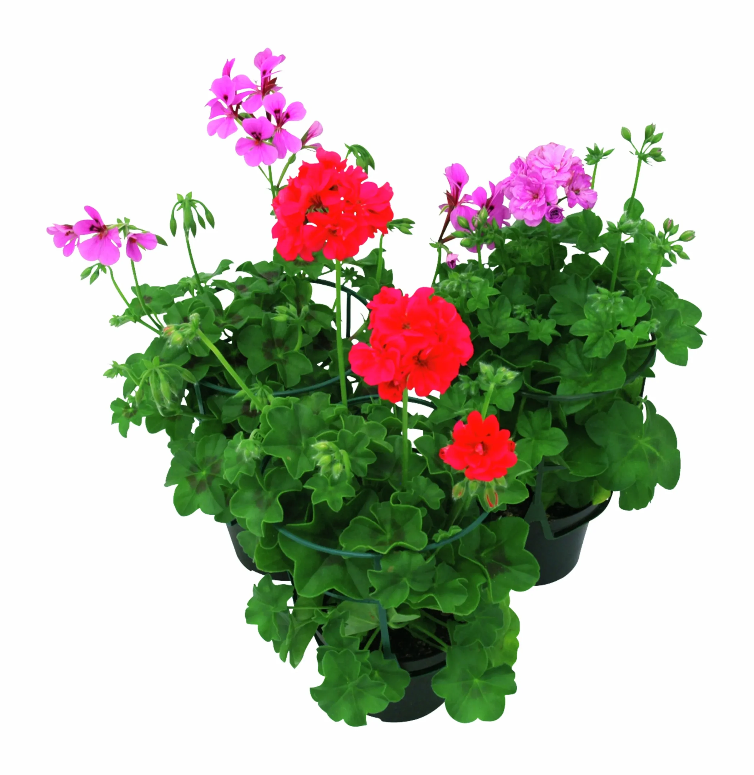 Hängpelargon lat. Pelargonium peltatum i 12cm kruka>Mäster Grön