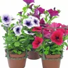 Hängpetunia lat. Petunia x hybrida Surfinia>Mäster Grön