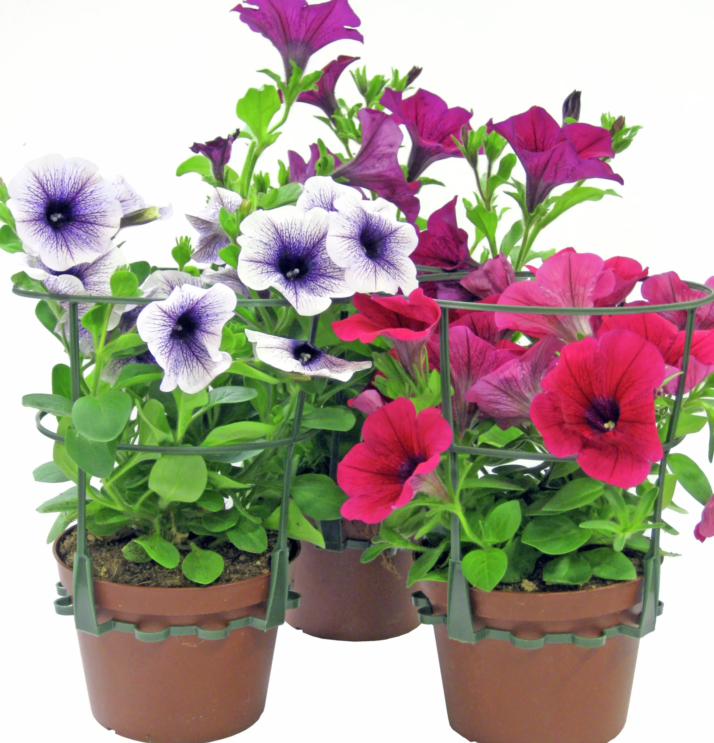 Hängpetunia lat. Petunia x hybrida Surfinia>Mäster Grön