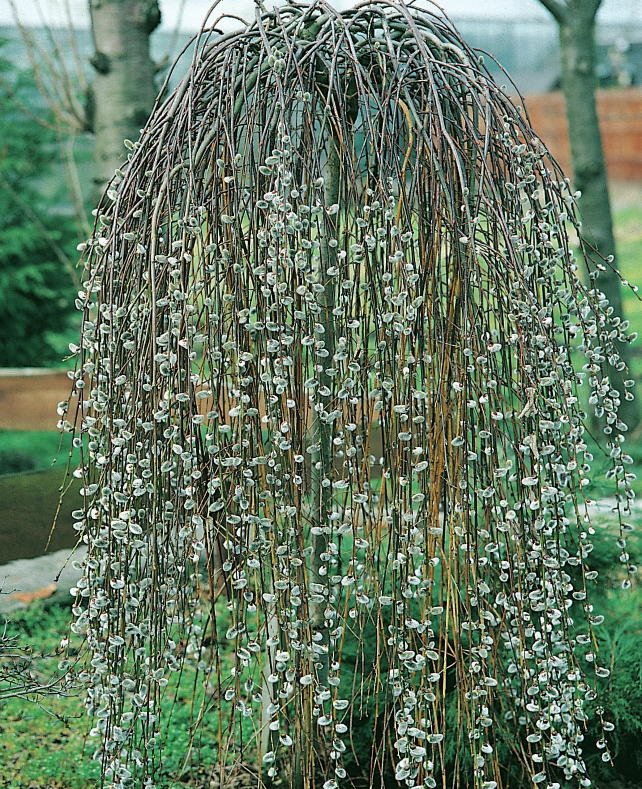 Hängsälg 'Kilmarnock'>Omnia garden Clearance