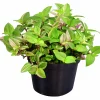 Homejoy lat. Sedum Pilea Mix>Mäster Grön Best