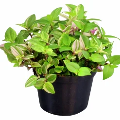 Homejoy lat. Sedum Pilea Mix>Mäster Grön Best