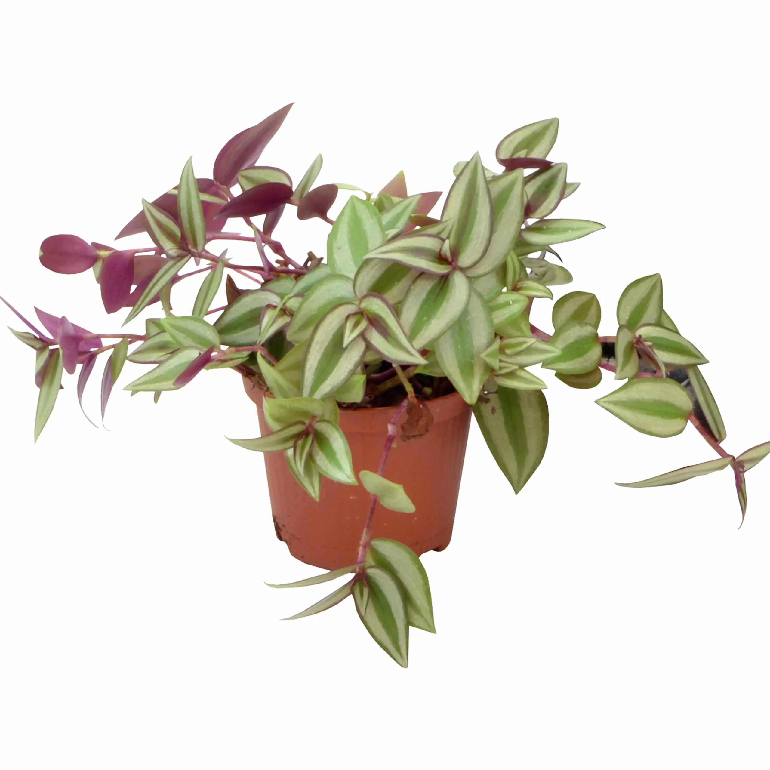 Homejoy lat. Sedum Pilea Mix>Mäster Grön Best