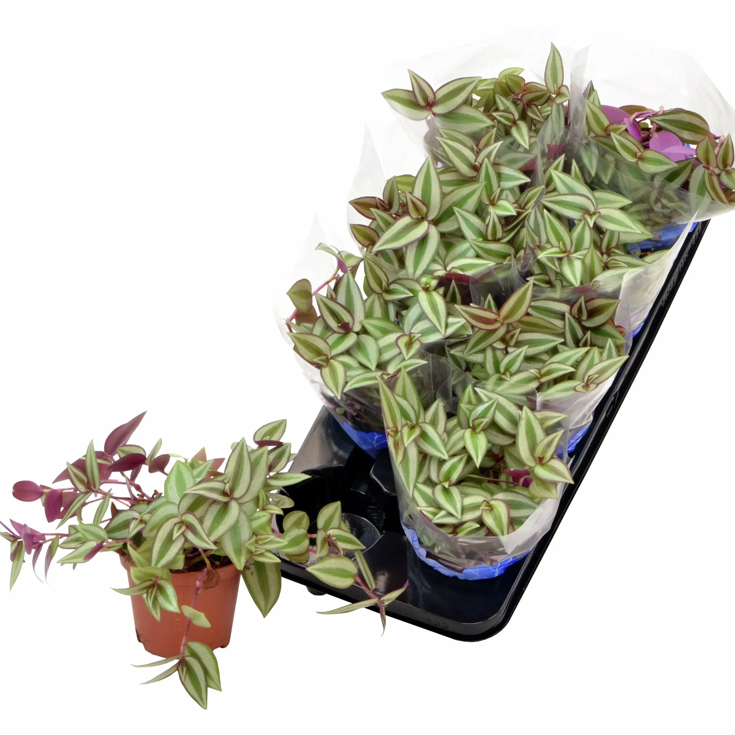 Homejoy lat. Sedum Pilea Mix>Mäster Grön Best