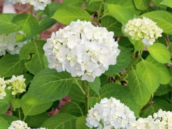 Hortensia 'Blushing Bride' Krukodlad>Omnia garden
