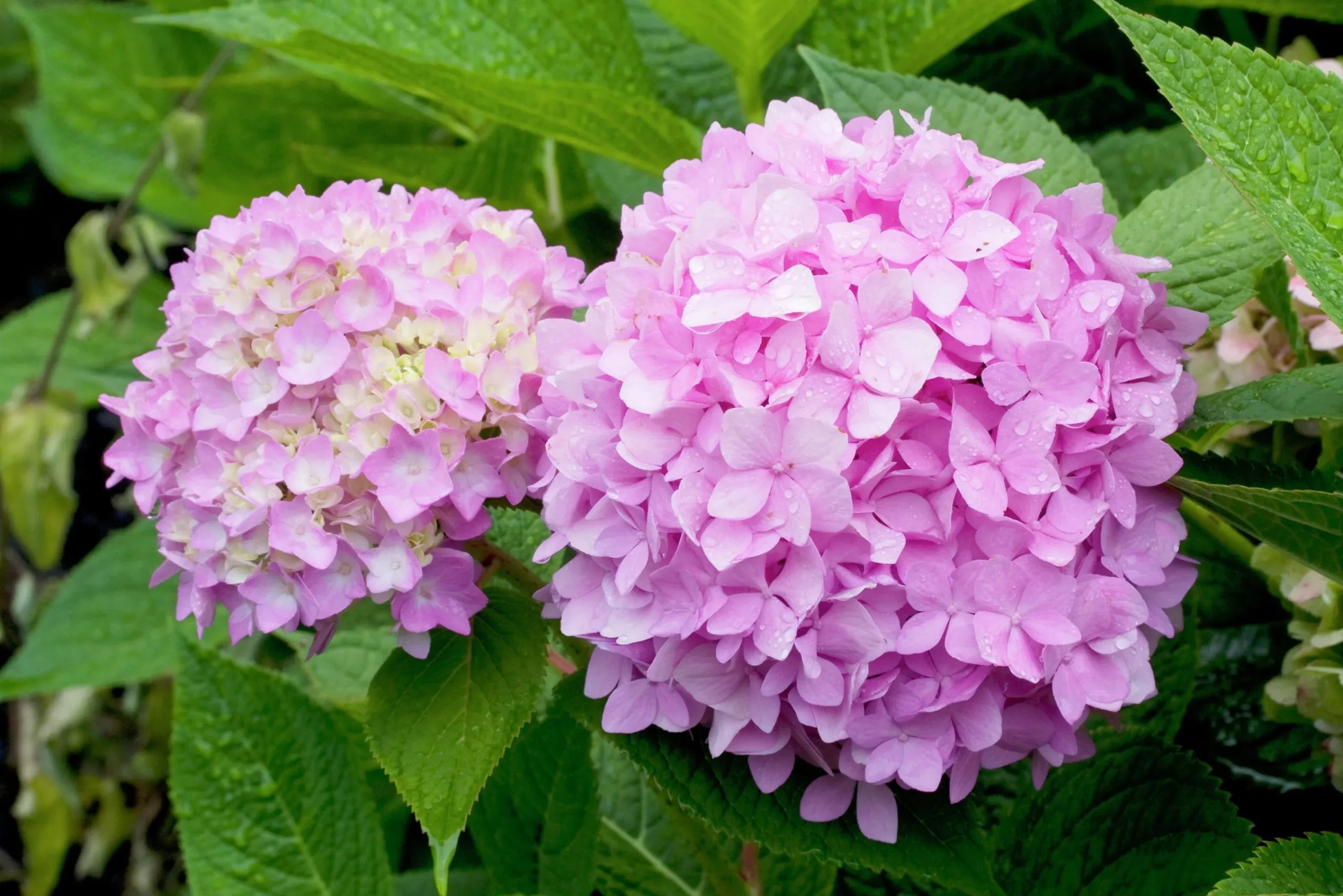 Hortensia 'Blushing Bride' Krukodlad>Omnia garden