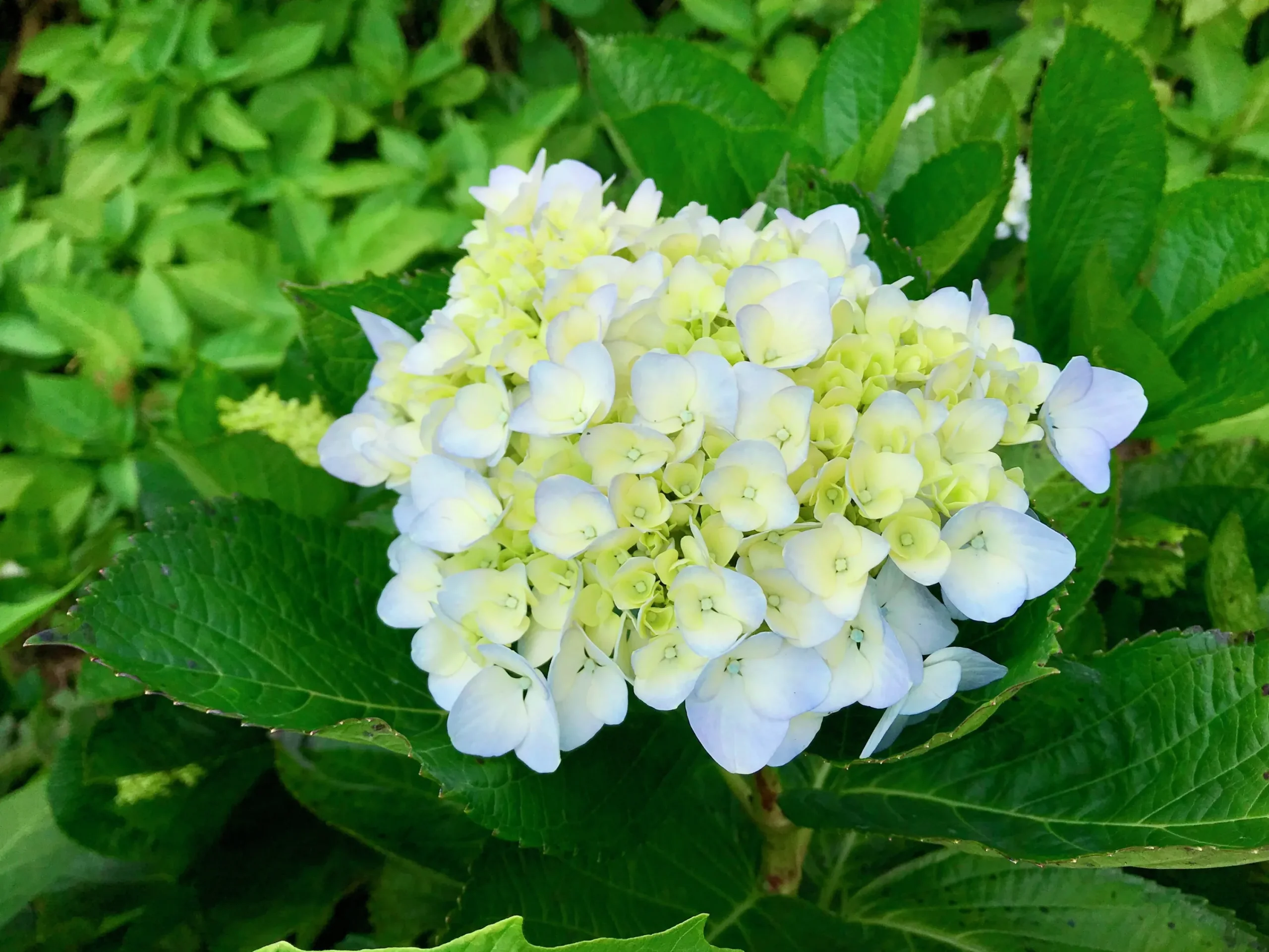 Hortensia 'Blushing Bride' Krukodlad>Omnia garden
