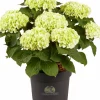 Hortensia 21cm>Danblumen Sale