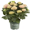 Hortensia Magical 23cm kruka>Danblumen New