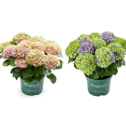 Hortensia Magical 23cm kruka>Danblumen New