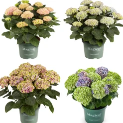Hortensia Magical 23cm kruka><noscript><img width=