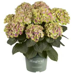 Hortensia Magical 23cm kruka><noscript><img width=