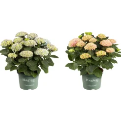Hortensia Magical 23cm kruka><noscript><img width=