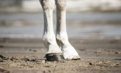 Hov- och Veterinärtejp Vit 18m><noscript><img width=