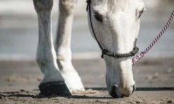Hov- och Veterinärtejp Vit 18m><noscript><img width=
