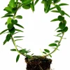 Hoya lat. Hoya australis På Båge>Mäster Grön Discount