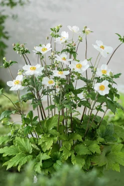 Höstanemon 'Honorine Jobert'>Omnia garden
