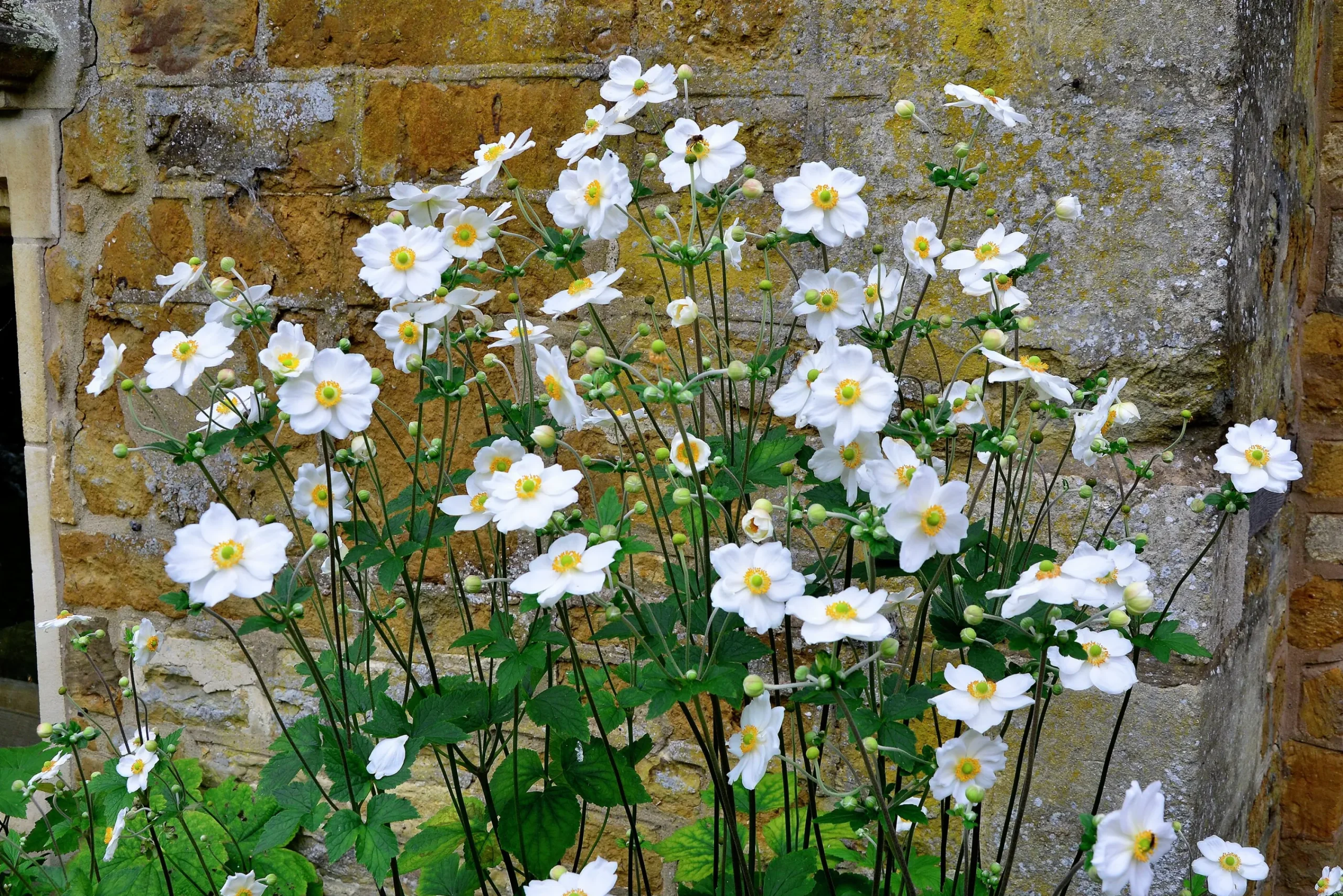 Höstanemon 'Honorine Jobert'>Omnia garden