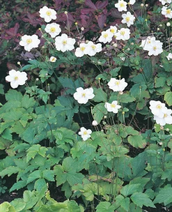 Höstanemon 'Honorine Jobert' 2L>Omnia garden
