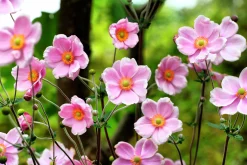 Höstanemon 'Robustissima'>Omnia garden Online