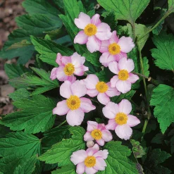 Höstanemon 'Robustissima' 2L>Omnia garden Discount